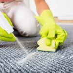 Do Pet Stain Removers Work?